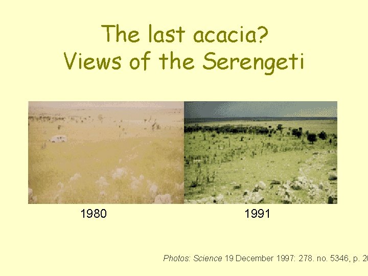 The last acacia? Views of the Serengeti 1980 1991 Photos: Science 19 December 1997: