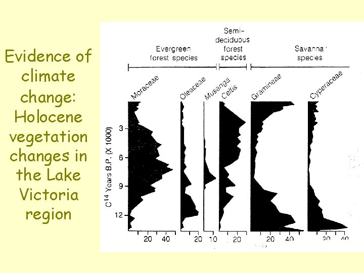 Evidence of climate change: Holocene vegetation changes in the Lake Victoria region 