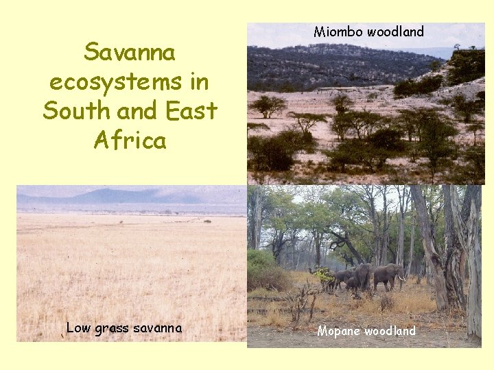 Savanna ecosystems in South and East Africa Low grass savanna Miombo woodland Mopane woodland