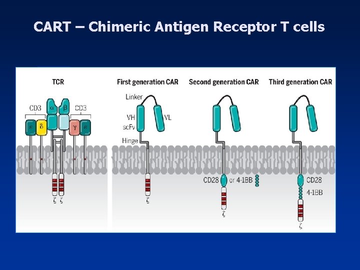 CART – Chimeric Antigen Receptor T cells 