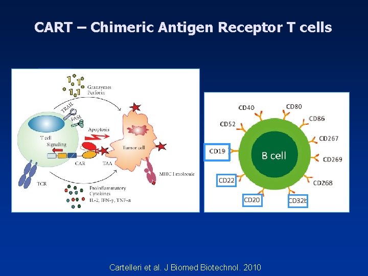 CART – Chimeric Antigen Receptor T cells Cartelleri et al. J Biomed Biotechnol. 2010