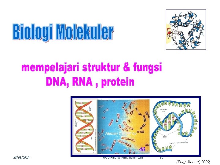 Human 2. 9 x 109 bp 46 28/03/2014 MODIFIED by Prof. Sismindari 10 (Berg