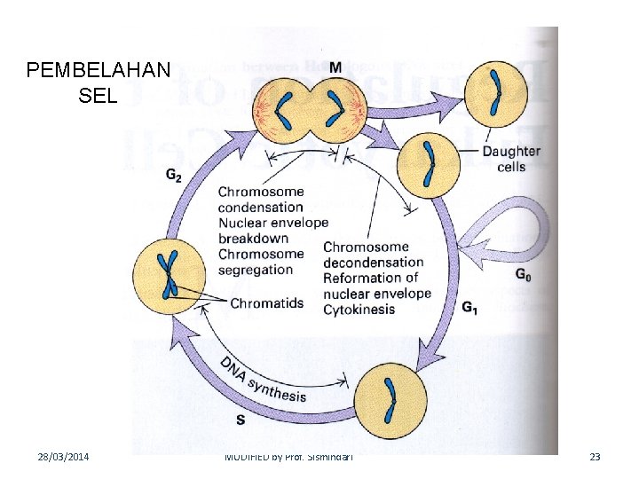 PEMBELAHAN SEL 28/03/2014 MODIFIED by Prof. Sismindari 23 