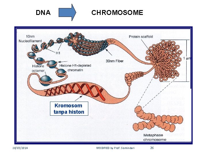 DNA CHROMOSOME Kromosom tanpa histon 28/03/2014 MODIFIED by Prof. Sismindari 26 
