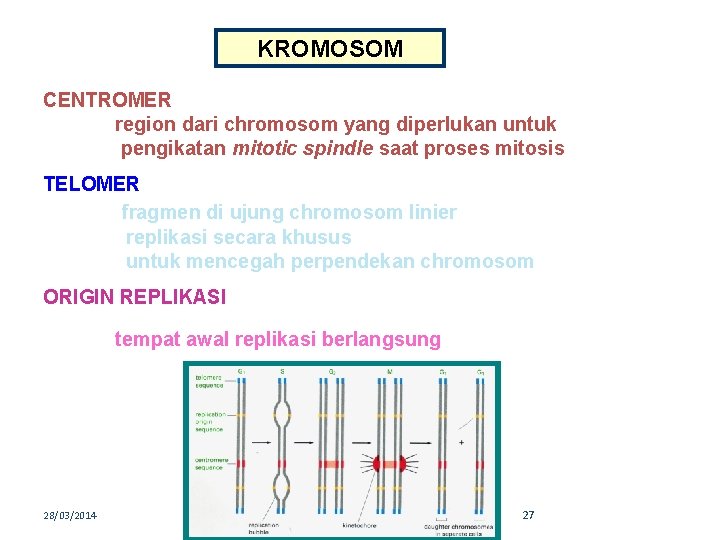 KROMOSOM CENTROMER region dari chromosom yang diperlukan untuk pengikatan mitotic spindle saat proses mitosis
