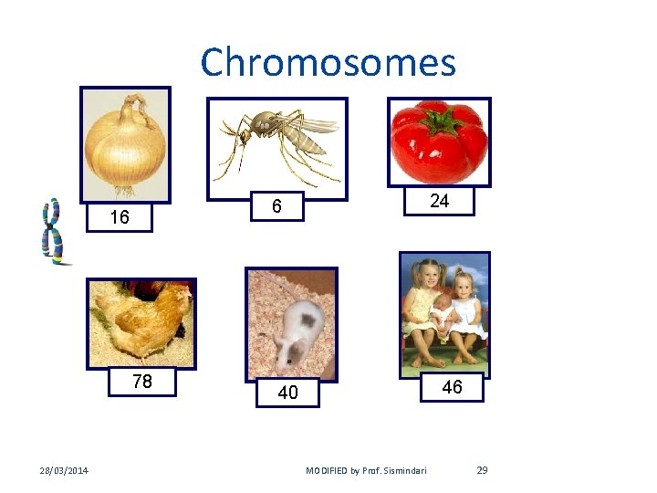 Chromosomes 16 78 28/03/2014 24 6 46 40 MODIFIED by Prof. Sismindari 29 