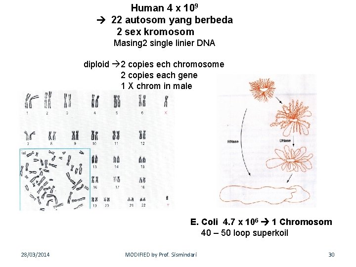 Human 4 x 109 22 autosom yang berbeda 2 sex kromosom Masing 2 single