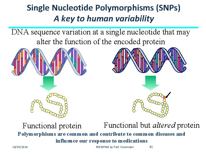 Single Nucleotide Polymorphisms (SNPs) A key to human variability DNA sequence variation at a