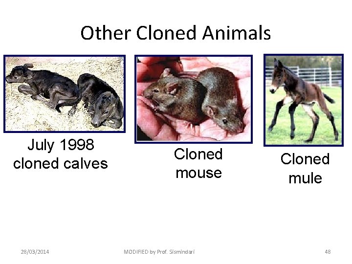 Other Cloned Animals July 1998 cloned calves 28/03/2014 Cloned mouse MODIFIED by Prof. Sismindari