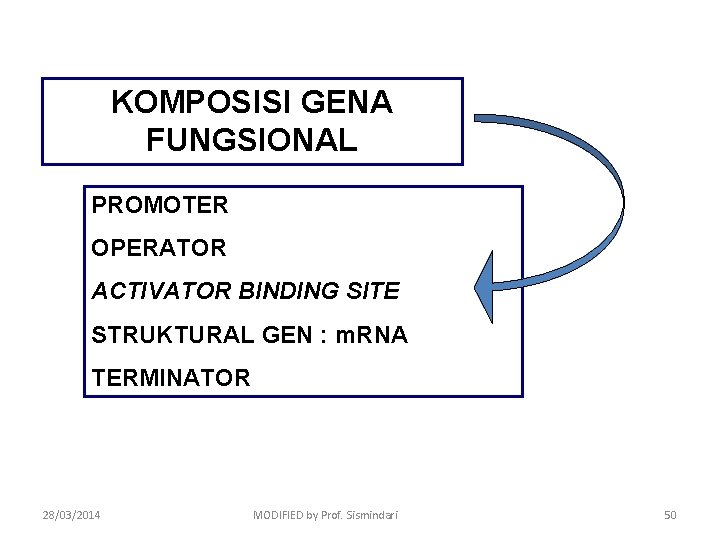 KOMPOSISI GENA FUNGSIONAL PROMOTER OPERATOR ACTIVATOR BINDING SITE STRUKTURAL GEN : m. RNA TERMINATOR