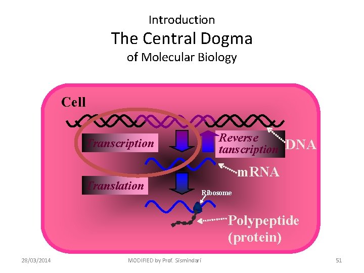 Introduction The Central Dogma of Molecular Biology Cell Transcription Translation Reverse tanscription DNA m.