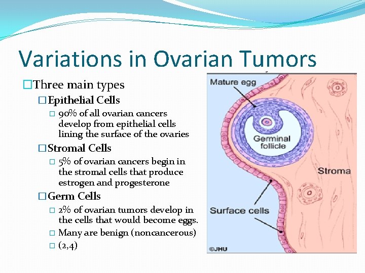 Variations in Ovarian Tumors �Three main types �Epithelial Cells � 90% of all ovarian