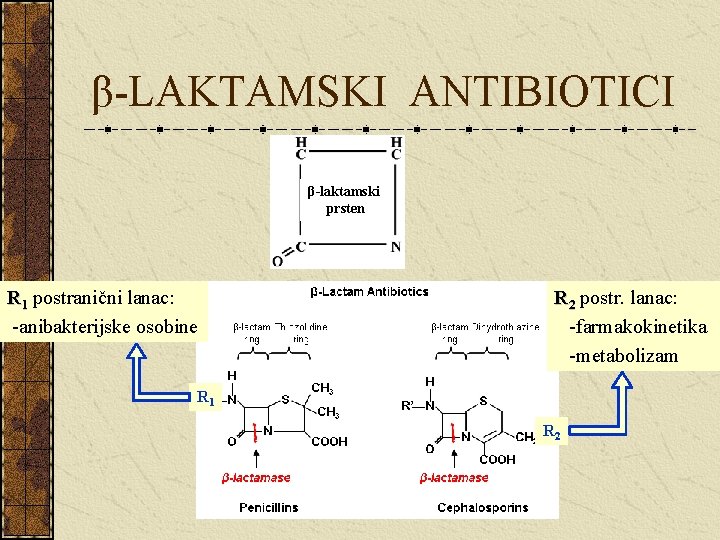 β-LAKTAMSKI ANTIBIOTICI β-laktamski prsten R 1 postranični lanac: -anibakterijske osobine R 2 postr. lanac: