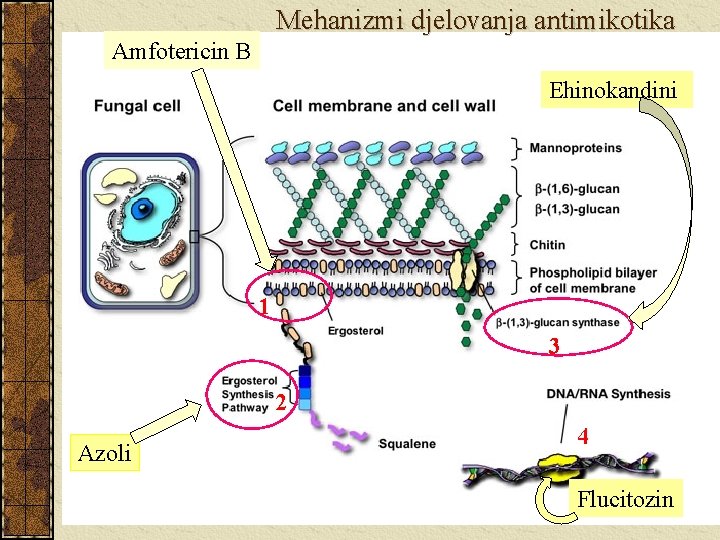 Mehanizmi djelovanja antimikotika Amfotericin B Ehinokandini 1 3 2 Azoli 4 Flucitozin 