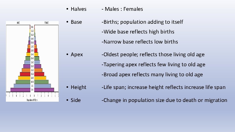 • Halves - Males : Females • Base -Births; population adding to itself • Halves - Males : Females • Base -Births; population adding to itself