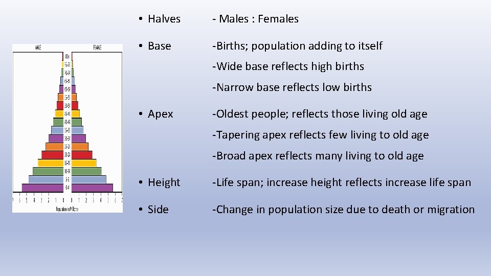 • Halves - Males : Females • Base -Births; population adding to itself