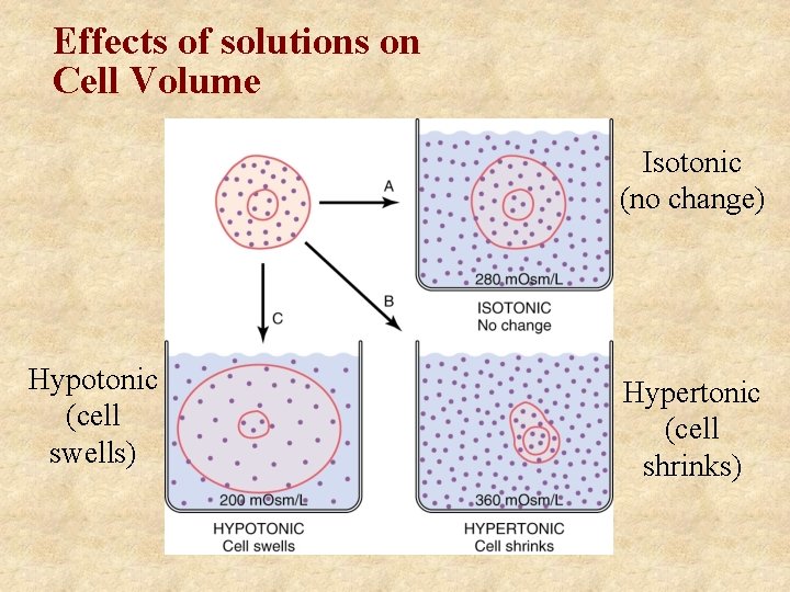 Effects of solutions on Cell Volume Isotonic (no change) Hypotonic (cell swells) Hypertonic (cell