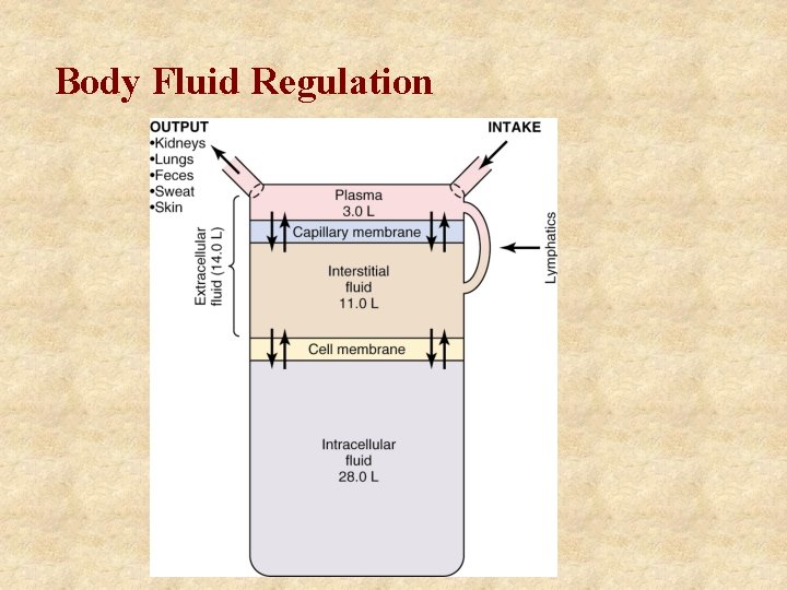 Body Fluid Regulation 
