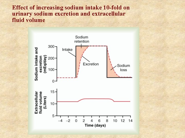 Effect of increasing sodium intake 10 -fold on urinary sodium excretion and extracellular fluid