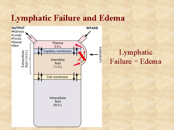 Lymphatic Failure and Edema X Lymphatic Failure = Edema 
