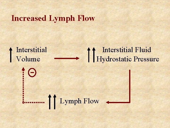Increased Lymph Flow Interstitial Volume Interstitial Fluid Hydrostatic Pressure Lymph Flow 