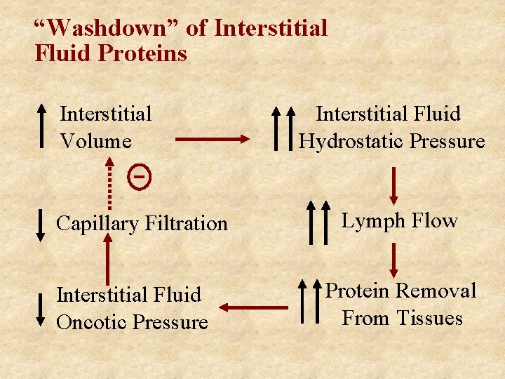 “Washdown” of Interstitial Fluid Proteins Interstitial Volume Capillary Filtration Interstitial Fluid Oncotic Pressure Interstitial