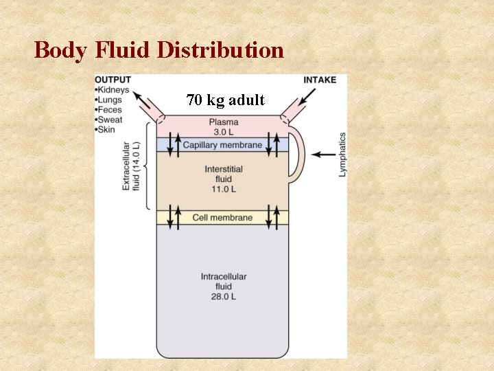 Body Fluid Distribution 70 kg adult 