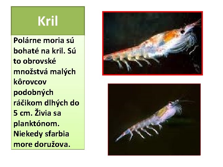 Kril Polárne moria sú bohaté na kril. Sú to obrovské množstvá malých kôrovcov podobných Kril Polárne moria sú bohaté na kril. Sú to obrovské množstvá malých kôrovcov podobných