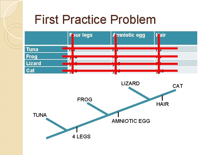 First Practice Problem Tuna Frog Lizard Cat Four legs Amniotic egg Hair no yes