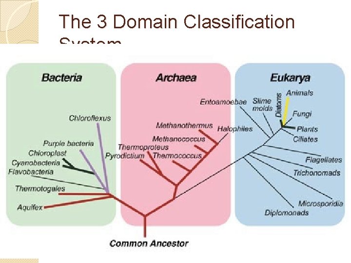 The 3 Domain Classification System 