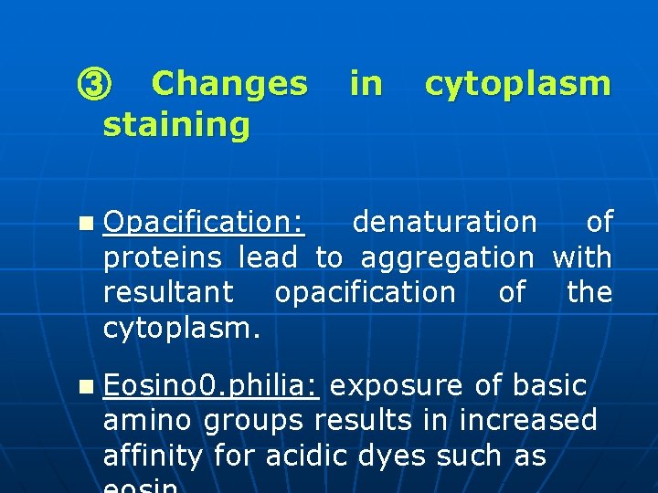 ③ Changes staining in cytoplasm n Opacification: denaturation of proteins lead to aggregation with