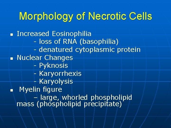 Morphology of Necrotic Cells n n n Increased Eosinophilia - loss of RNA (basophilia)
