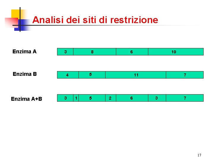 Analisi dei siti di restrizione Enzima A Enzima B Enzima A+B 3 8 5