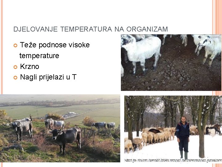 DJELOVANJE TEMPERATURA NA ORGANIZAM Teže podnose visoke temperature Krzno Nagli prijelazi u T DJELOVANJE TEMPERATURA NA ORGANIZAM Teže podnose visoke temperature Krzno Nagli prijelazi u T