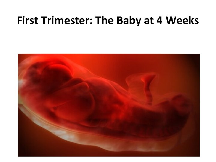 First Trimester: The Baby at 4 Weeks 