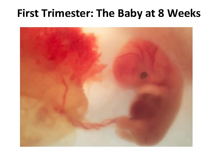 First Trimester: The Baby at 8 Weeks First Trimester: The Baby at 8 Weeks