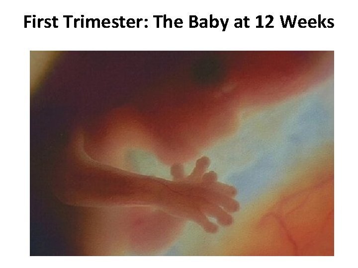 First Trimester: The Baby at 12 Weeks First Trimester: The Baby at 12 Weeks