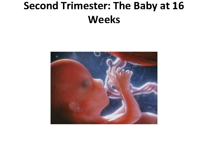 Second Trimester: The Baby at 16 Weeks Second Trimester: The Baby at 16 Weeks
