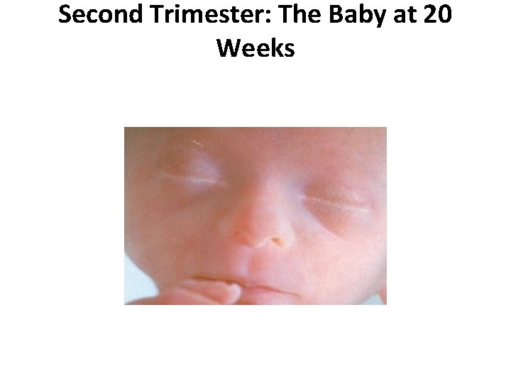 Second Trimester: The Baby at 20 Weeks Second Trimester: The Baby at 20 Weeks