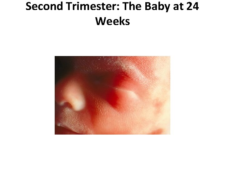 Second Trimester: The Baby at 24 Weeks 