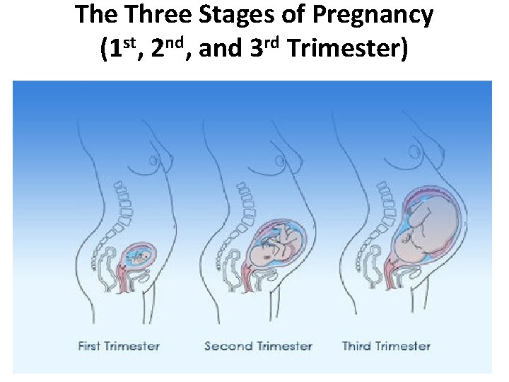 The Three Stages of Pregnancy (1 st, 2 nd, and 3 rd Trimester) 