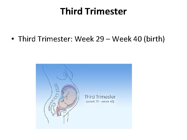 Third Trimester • Third Trimester: Week 29 – Week 40 (birth) Third Trimester • Third Trimester: Week 29 – Week 40 (birth)