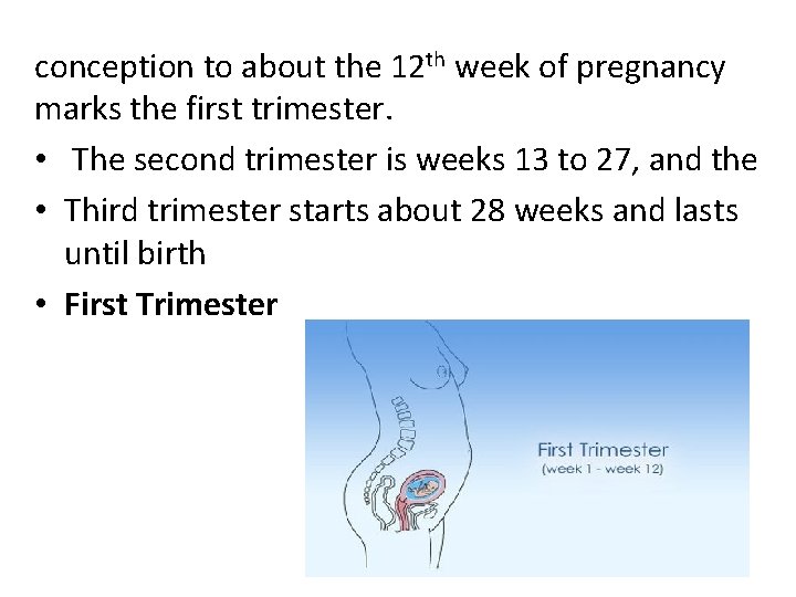 conception to about the 12 th week of pregnancy marks the first trimester. • conception to about the 12 th week of pregnancy marks the first trimester. •