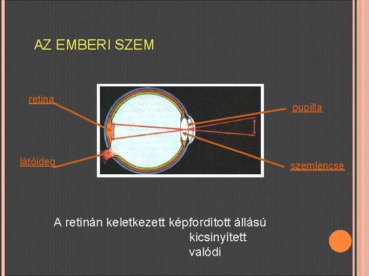 AZ EMBERI SZEM retina látóideg A retinán keletkezett kép: fordított állású kicsinyített valódi pupilla