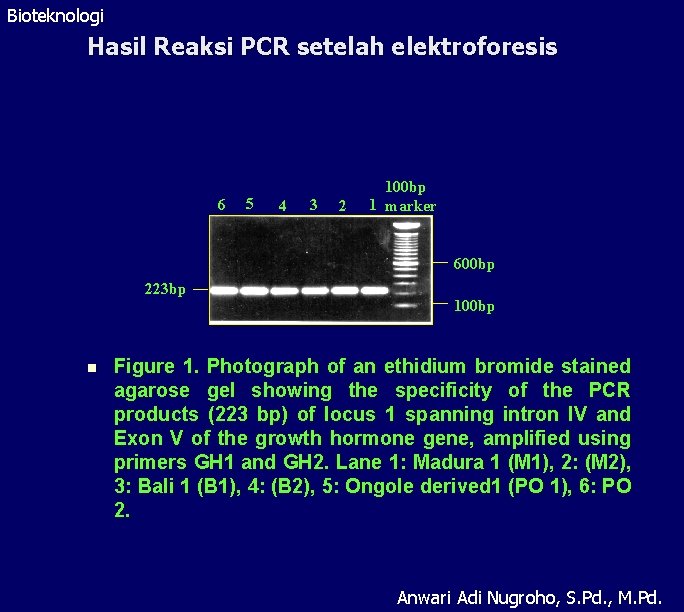 Bioteknologi Hasil Reaksi PCR setelah elektroforesis 6 5 4 3 2 100 bp 1