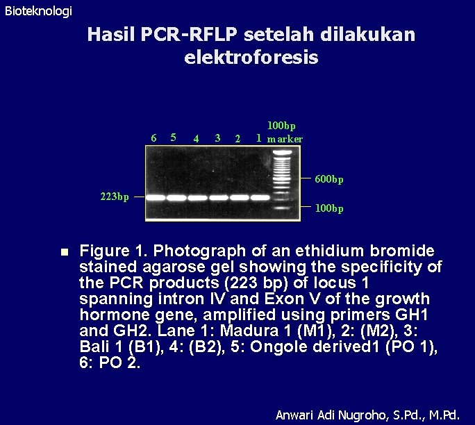 Bioteknologi Hasil PCR-RFLP setelah dilakukan elektroforesis 6 5 4 3 2 100 bp 1