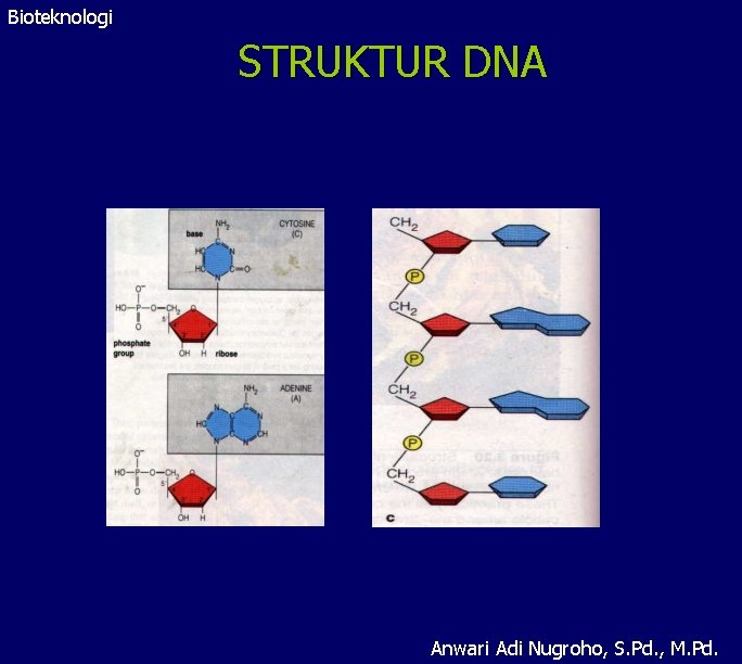 Bioteknologi STRUKTUR DNA Anwari Adi Nugroho, S. Pd. , M. Pd. 