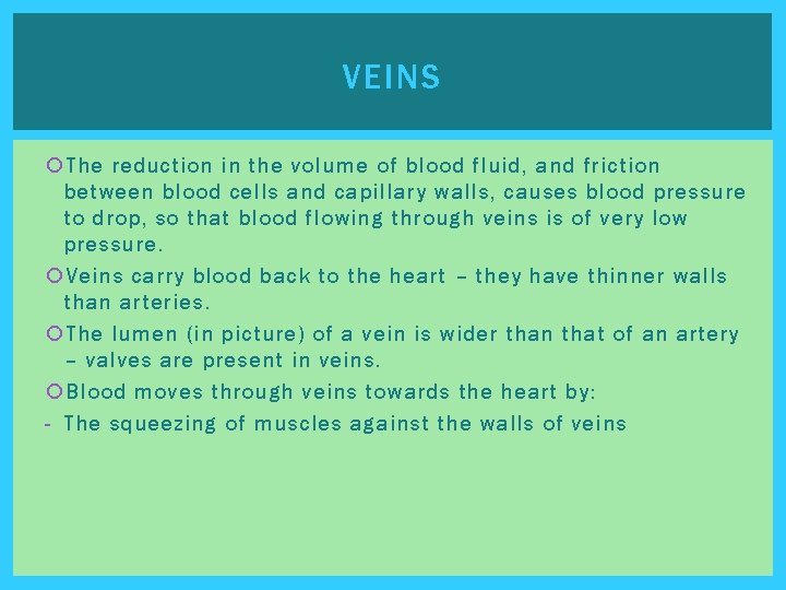 VEINS The reduction in the volume of blood fluid, and friction between blood cells