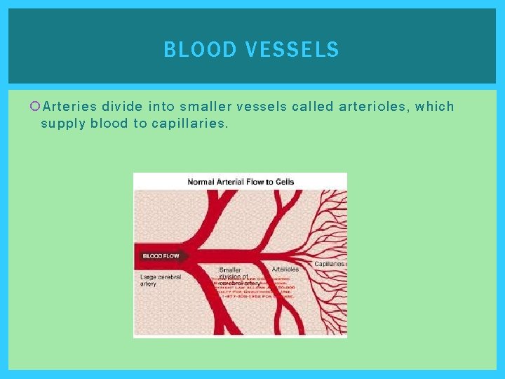 BLOOD VESSELS Arteries divide into smaller vessels called arterioles, which supply blood to capillaries. BLOOD VESSELS Arteries divide into smaller vessels called arterioles, which supply blood to capillaries.