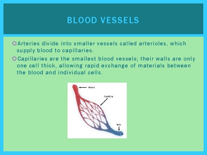 BLOOD VESSELS Arteries divide into smaller vessels called arterioles, which supply blood to capillaries. BLOOD VESSELS Arteries divide into smaller vessels called arterioles, which supply blood to capillaries.